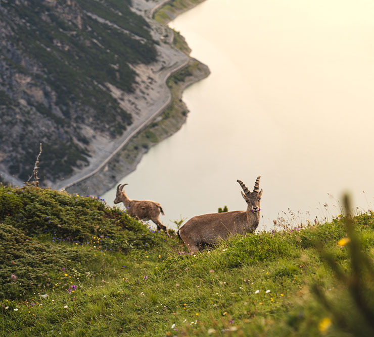 SULLE TRACCE DEGLI ANIMALI