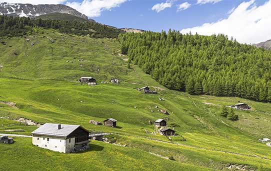 TEE ALTE VAL FEDERIA