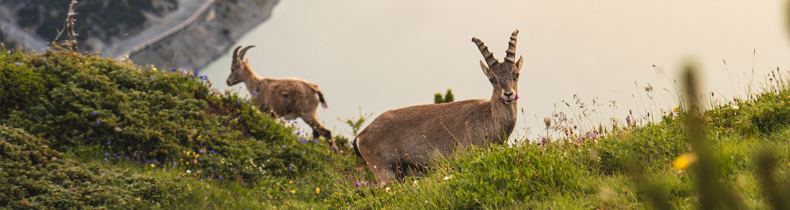 On the tracks of animals