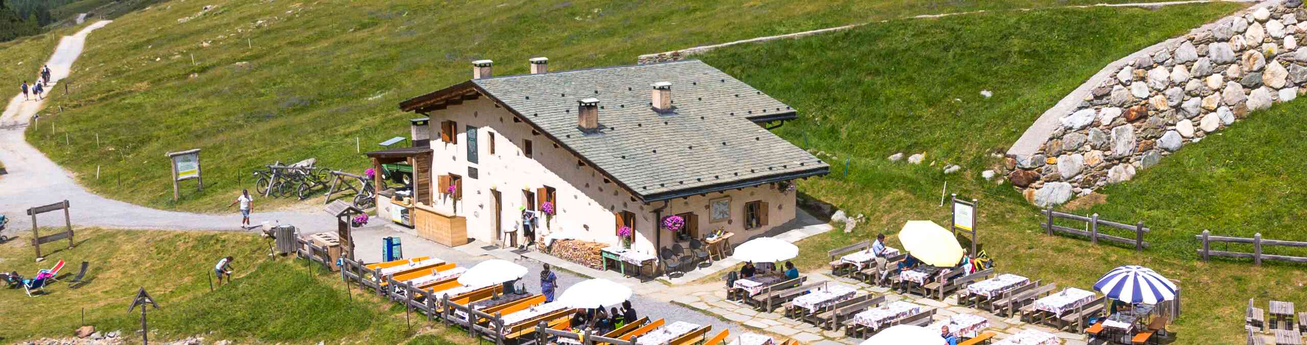 ALPE MINE: VISITA AL CASEIFICIO, MUNGITURA E CENA IN MALGA
