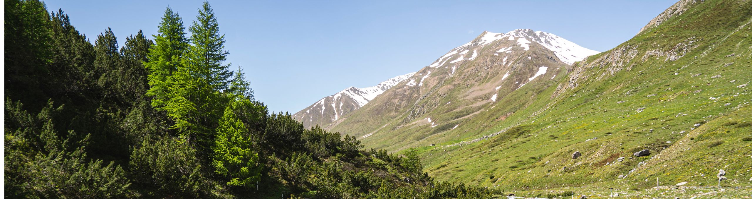 PIZ DA RIN 