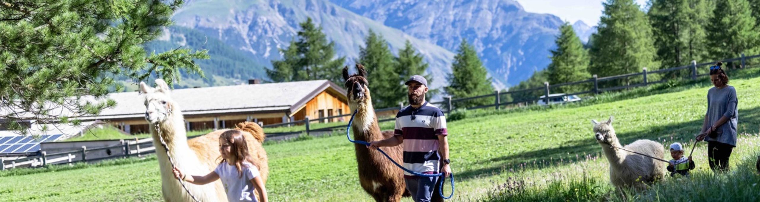 WALK WITH LLAMAS AND ALPACAS